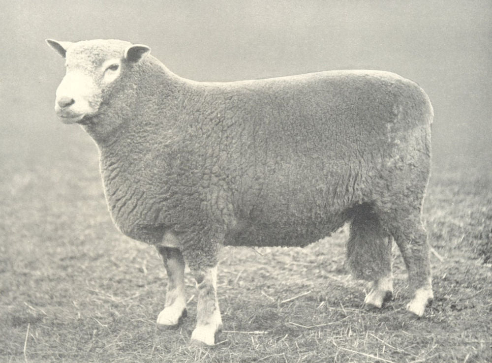 SHEEP. Ryeland Ram first prize winner, RASE. show, 1906 1912 old antique print